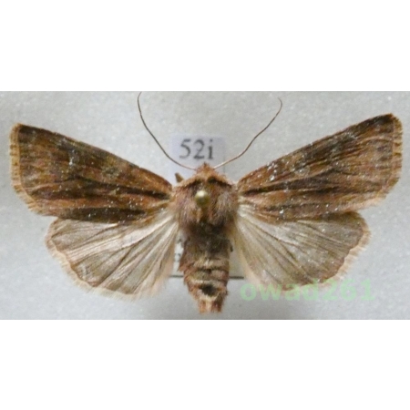 Cerastis leucographa (Denis & Schiffermüller, 1775) Czech52i